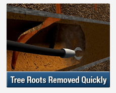 Tree Root Intrusions Homebush